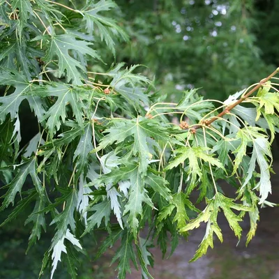 Зеленая весна выходит дерева клена Амура, также вызвала клен Fullmoon или  пухов-японский клен Стоковое Фото - изображение насчитывающей япония,  листво: 148024494