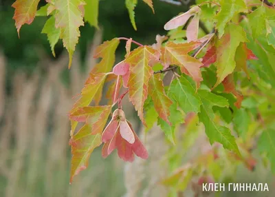 Японский Клен Дерево Листья — стоковые фотографии и другие картинки Без  людей - Без людей, Время года, Горизонтальный - iStock