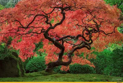 Дерево клена или американский клен Весна Стоковое Изображение - изображение  насчитывающей сезон, цвет: 115329059