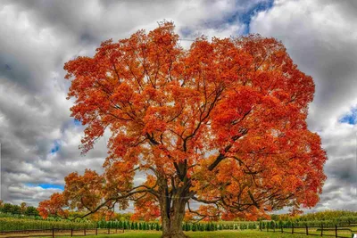Яркий осенний клен на дачном участке - лучшие виды шикарного декоративного  дерева! | Огород Мечты | Дзен