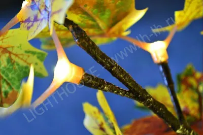 Клен, дерево, лист, зеленый цвет, листья, цвет, природа Стоковое  Изображение - изображение насчитывающей красивейшее, яркое: 100779001