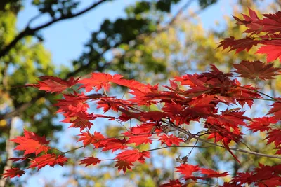 Красный Осенний Клен Дерево Падающие Листья — стоковые фотографии и другие  картинки Без людей - Без людей, Белый, Белый фон - iStock