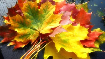 Картинки лист клёна Осень Природа Крупным планом