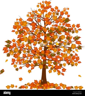 осенний клен листьев стоковое фото. изображение насчитывающей глянцевато -  11492340