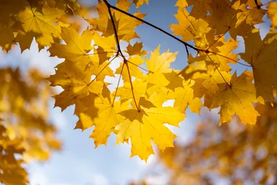 Осенний клен дерево - 48 фото