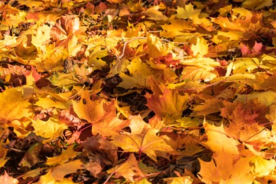 Листья Клен Осень - Бесплатное фото на Pixabay - Pixabay