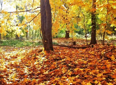 Аренда дерева Клен Осенний 2.6м | only-trees