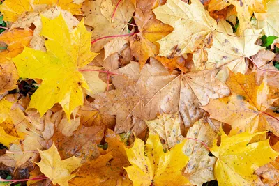 клен ранней осенью с голубым небом, осень, время года, дерево фон картинки  и Фото для бесплатной загрузки