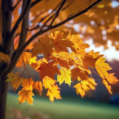 Скачать обои дерево, листья, осень, клен, желтые разрешение 1920x1200 #36221