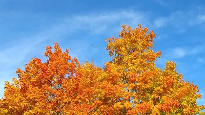 Красный клен осенью в Германии Стоковое Изображение - изображение  насчитывающей листья, смешно: 200060765