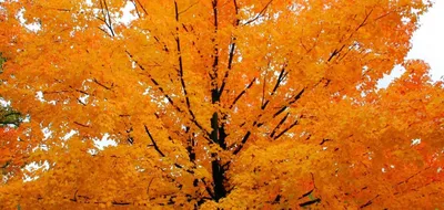 Японский клен осенью, эстетично, …» — создано в Шедевруме