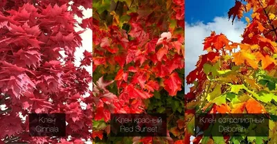 Цвет листьев клена осенью - 54 фото