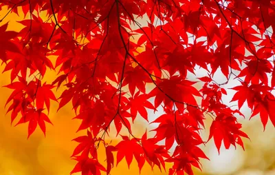 Красные Листья Клена Осенью. Фотография, картинки, изображения и  сток-фотография без роялти. Image 67811093
