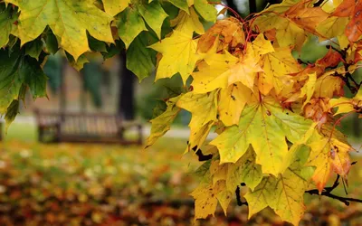 Осенние листья клена (53 фото) - 53 фото
