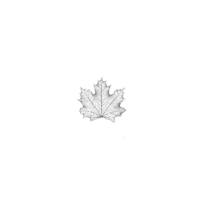 Покрашенный кленовый лист на белом листе Стоковое Изображение - изображение  насчитывающей проект, цветасто: 153678697