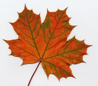 Раскраска кленовый лист с дерева 😻 распечатать бесплатно