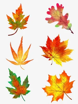 кленовый лист, кленовый лист рисунок флаг канады, контур листьев, угол,  белый, клен png | Klipartz