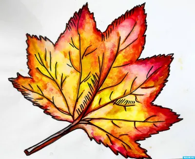 Calaméo - раскраски кленовые листья