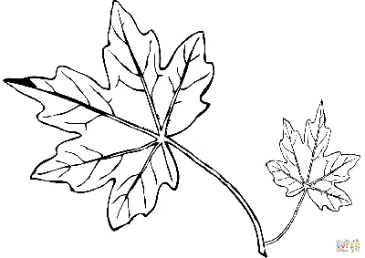 Раскраска лист листья. Листья клёна