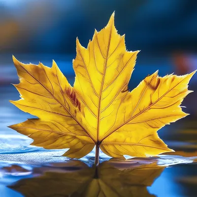 Осенний кленовый лист рисунок шаблон - 74 фото