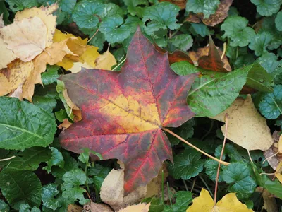 Шар фольгированный Кленовый лист, осень