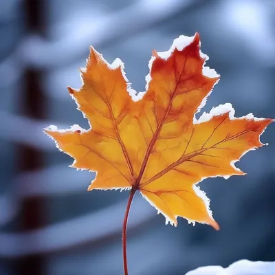 Кленовый листок осенний рисунок - 80 фото