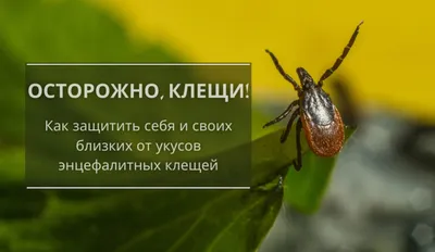 Специалисты посоветовали россиянам искать на себе клещей каждые 15 минут :  Псковская Лента Новостей / ПЛН