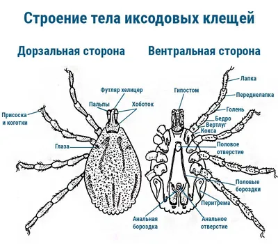 В Сибири нашли новые виды клещей, способных переносить чуму — Сноб