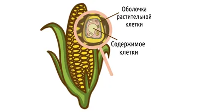 Сибирская Клетчатка Супер клюква 280гр - купить по цене: 235 руб./кг в  интернет-магазине \"РыбоедовЪ\"