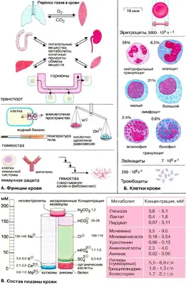 Кровь: состав и функции