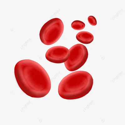 клетки крови — Союз пациентов и пациентских организаций по редким  заболеваниям