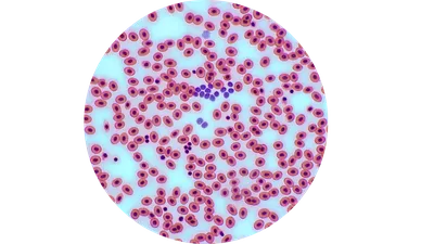 Клетки крови. Вектор иллюстрация вектора. иллюстрации насчитывающей людск -  27520676