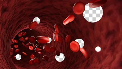 NF Pharma - О чем расскажут клетки крови? В крови находятся несколько типов  клеток, которые выполняют абсолютно различные функции. Образование и  созревание большинства клеток крови (гемопоэз) происходит у взрослого  человека в костном