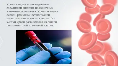 Клетки крови - материалы для подготовки к ЕГЭ по биологии