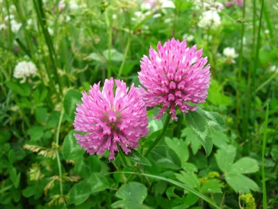 Клевер луговой Красный (Trifolium Pratense)