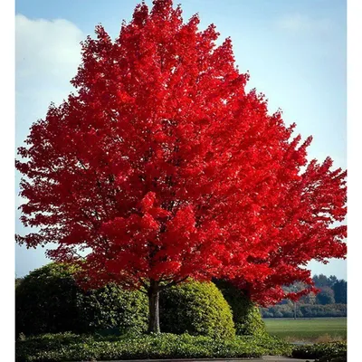 Ярко-красные листья клёна на белом фоне. Stock Photo | Adobe Stock