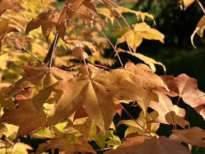 Клен татарский (приречный, гиннала), Acer tatarica subsp. ginnala