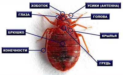 Уничтожение клопов, тараканов, муравьёв в Василеостровском