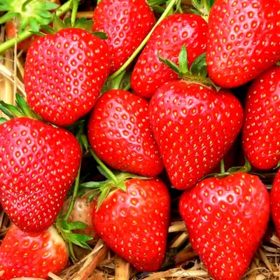ягоды клубники. клубника черника обои органические натуральные ягоды.  здоровый Стоковое Фото - изображение насчитывающей картина, клубника:  215955614