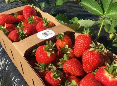 Узнали цены на клубнику на столичном Комаровском рынке и насколько  безвредна свежая белорусская ягода