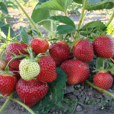 Набор для выращивания Крупной клубники домашняя ягодница, чудо ягодница,  сказочный сбор