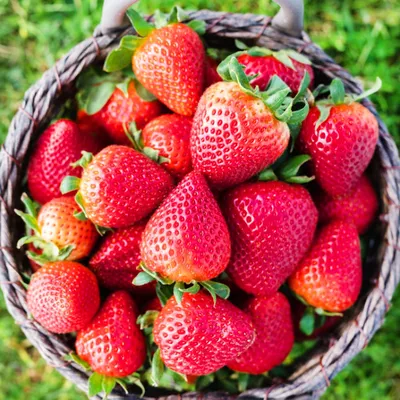 Горячая ягода»: как изменилась цена на калининградскую клубнику из-за засухи