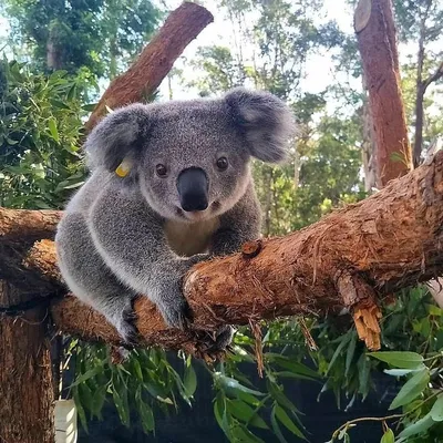 Синяя коала на дереве эвкалипта, …» — создано в Шедевруме