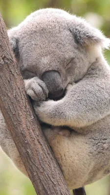 У коалы почти самые маленькие мозги! | Живое в природе | Дзен