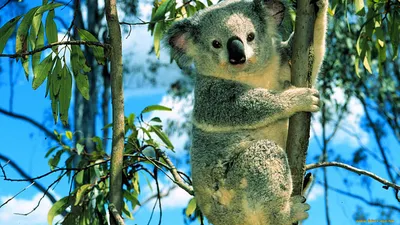 Блокнот на кольцах \"Koala\" №1 (8х10,5см) оптом в интернет-магазине Storiz.  Доставка по России.