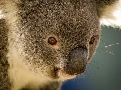 коала лежит на ветке дерева, малыш коала, детеныш коалы сидит на дереве и  отдыхает Hd фото фото, глава фон картинки и Фото для бесплатной загрузки
