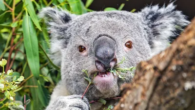 Обои коала, дерево на рабочий стол