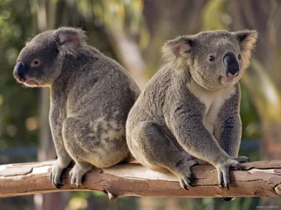 У коалы почти самые маленькие мозги! | Живое в природе | Дзен