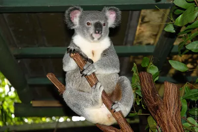 1,042 коалы стоковые фото – бесплатные и стоковые фото RF от Dreamstime