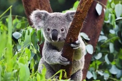 Коала — интересные факты о коале — мокрая коала ФОТО — новости Украины / NV